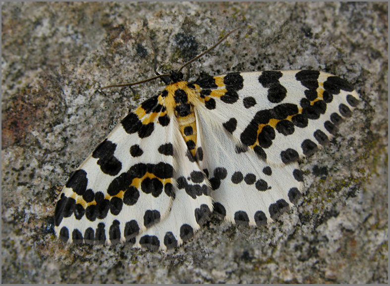 Magpie Moth, Krusbärsmätare   (Abraxas grossulariata).jpg