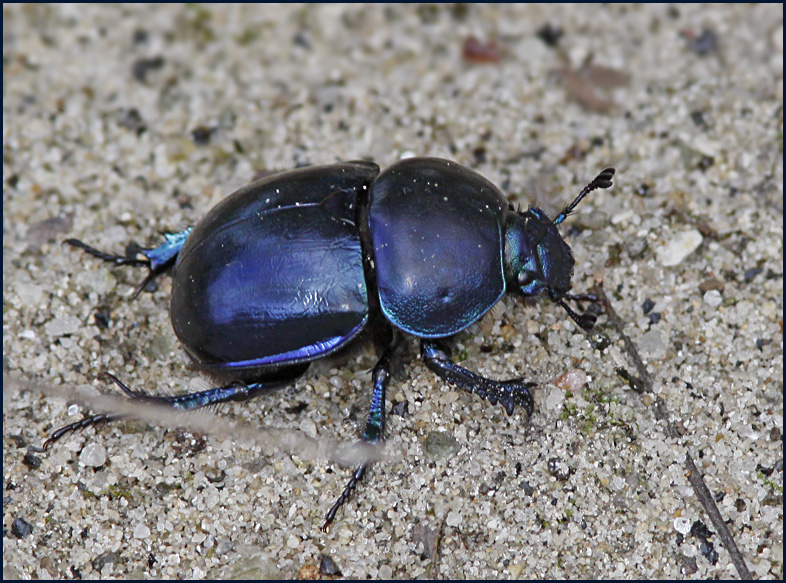 Dung Beetle, Slt tordyvel   (Geotrupes vernalis).jpg