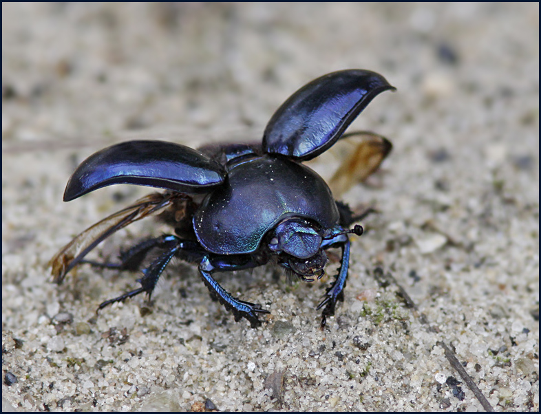 Dung Beetle, Slt tordyvel   (Geotrupes vernalis)..jpg