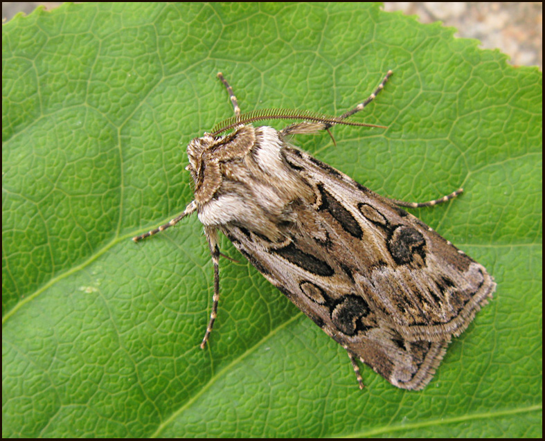 Archer's Dart, Sprjordfly   (Agrotis vestigialis).jpg