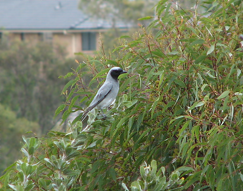 Black-faced Cuckoo-shrike, Australisk grfgel  (Coracina novarehollandiae).jpg