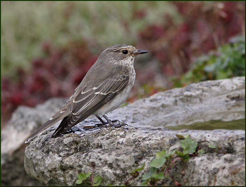 Spotted Flycatcher, Grå flugsnappare (M. striata).jpg