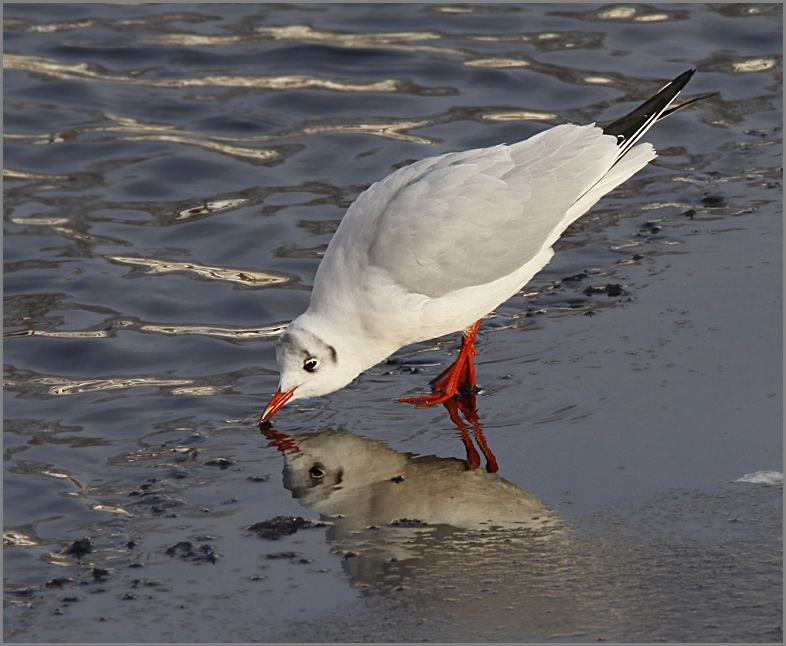 Black-headed Gull, Skrattms   (Chroicocephalus ridibundus).jpg