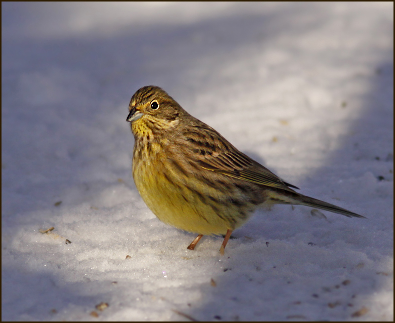 Yellowhammer, Gulsparv   (Emberiza citrinella).jpg