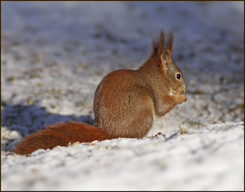 European Red Squirrel, Ekorre (Sciurus vulgaris)..jpg
