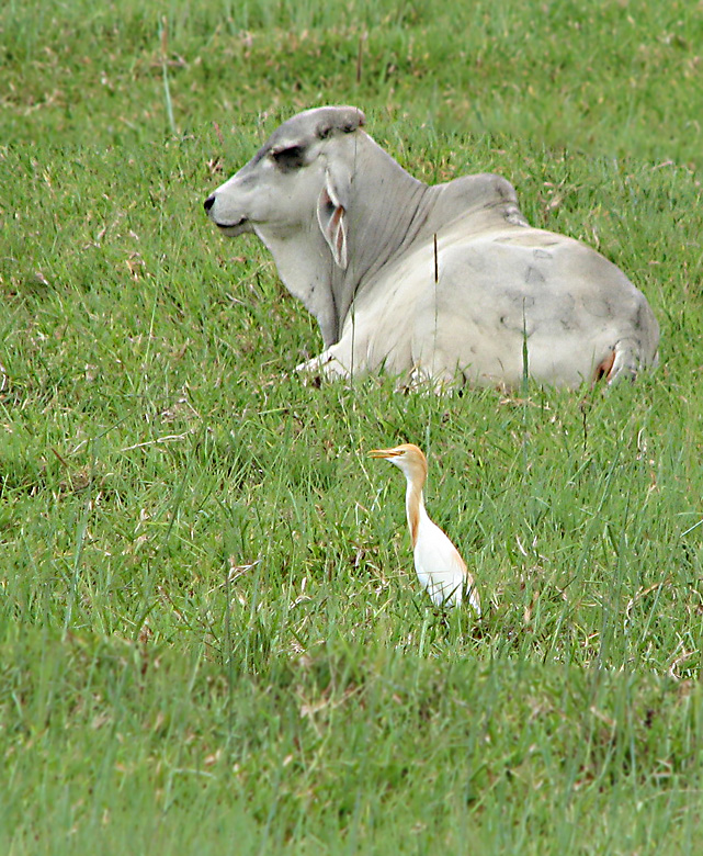 Cattle Egret   (Ardea ibis).jpg