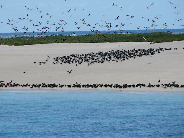 Michaelmas Cay and the tern colonies.jpg