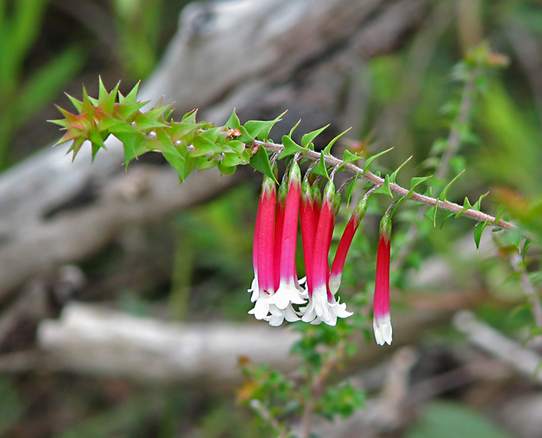 Fuchsia Heath   (Epacris longifolia).jpg