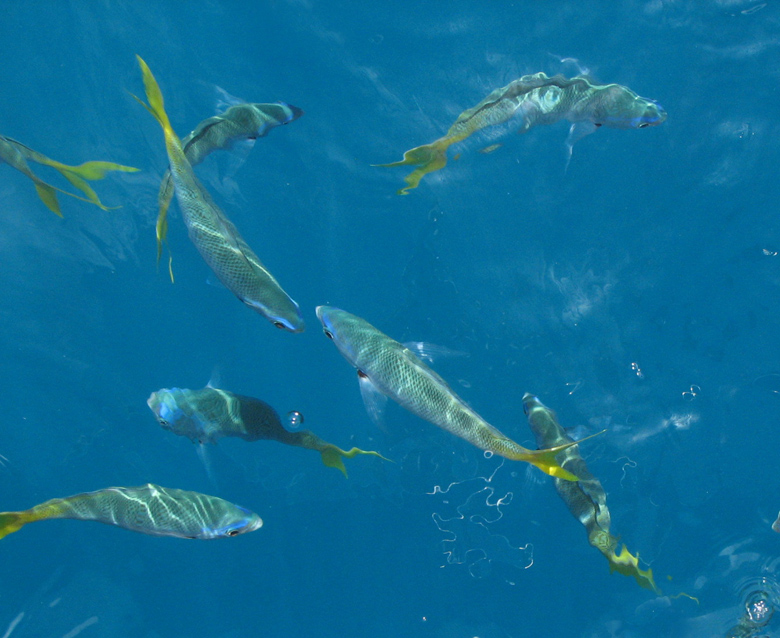 Fishes seen from the boat at Hastings Reef.jpg