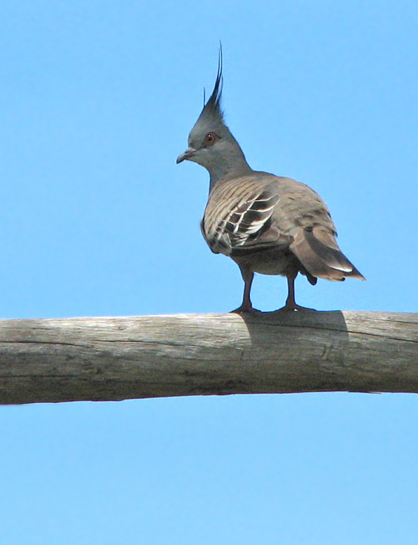 Crested Pigeon, Australisk tofsduva   (Ocyphaps lophotes)