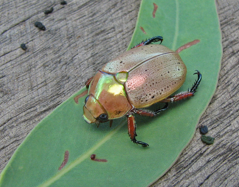 Golden Christmas Beetle  (Anoplognathus porosus).jpg