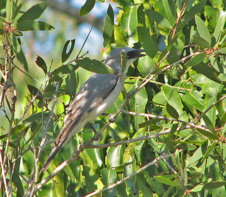 White-bellied Cuckoo-shrike, Vitbukig grfgel   (Coracina papuensis).jpg