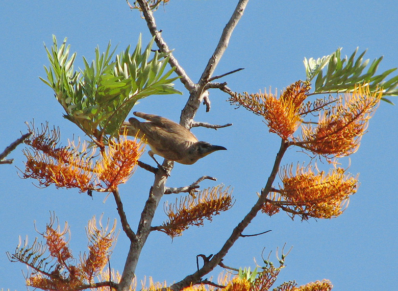 Little Friarbird, Mindre munskata   (Pilemon citreogularis) on Grevilia.jpg