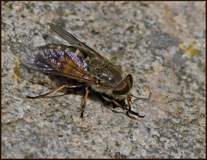 Hybomitra bimaculata.jpg