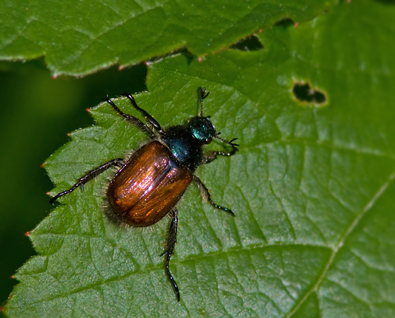 Swedish Scarab Beetles, Bladhorningar  (Scarabaeidae)