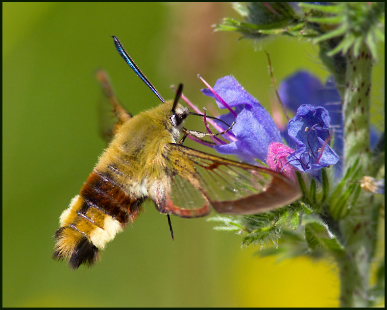Broad-bordered bee Hawk-moth, Humlelik dagsvrmare   (Hemaris fusiformis).jpg