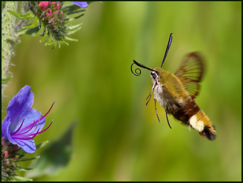 Broad-bordered bee Hawk-moth, Humlelik dagsvrmare   (Hemaris fusiformis).jpg