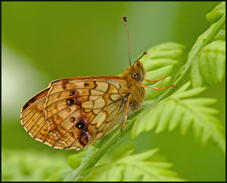 Lesser marbled Fritillary, lggrsprlemorfjril   (Brenthis ino).jpg