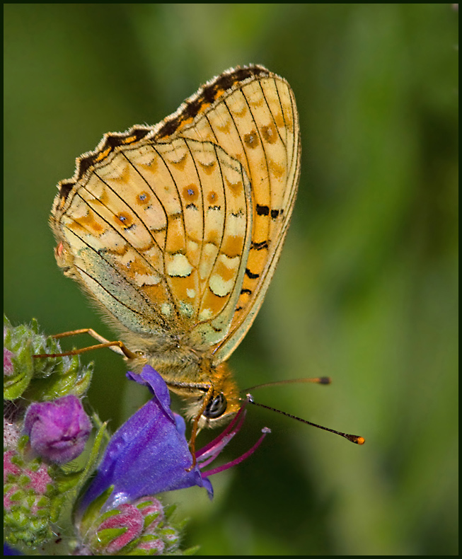 Niobe Fritillary,  Hedprlemorfjril    (Argynnis niobe).jpg