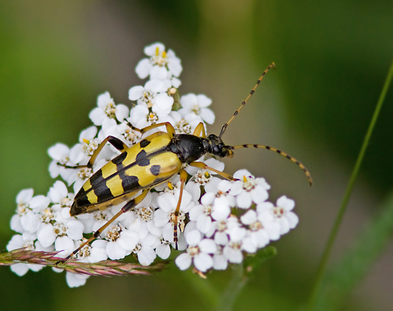  Flckig blombock   (Rutpela maculata).jpg