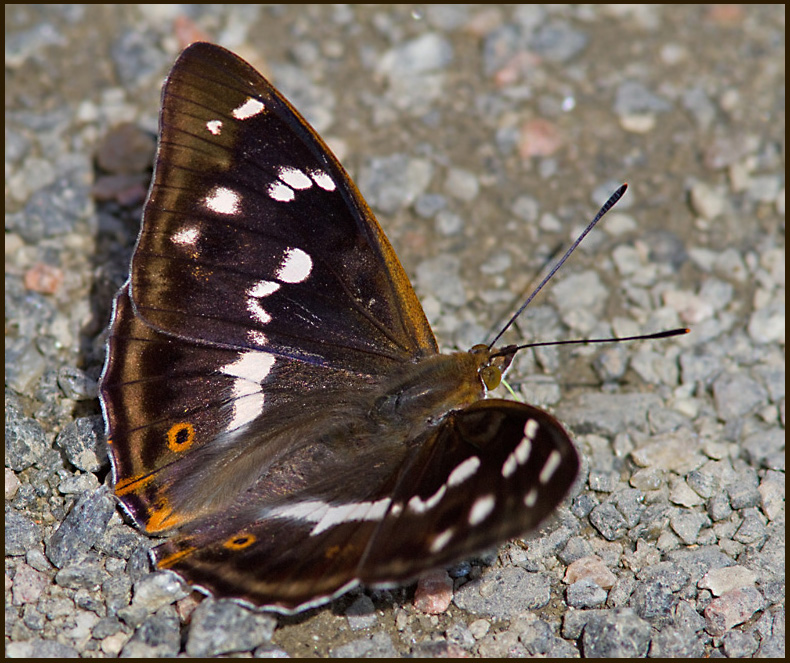 Purple Emperor, Sälgskimmerfjäril (Apatura iris).jpg
