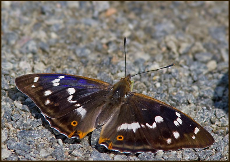 Purple Emperor, Sälgskimmerfjäril (Apatura iris).jpg