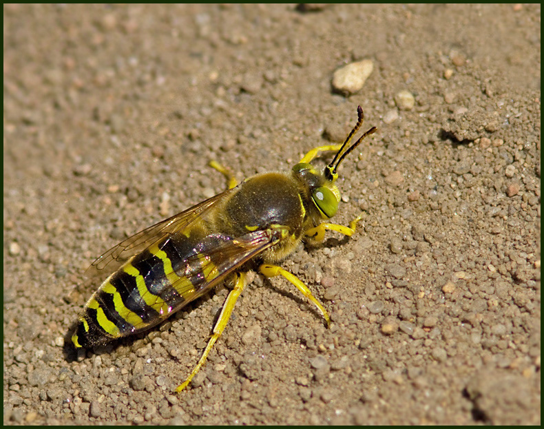 Sand Wasp, Läppstekel, (Bembix rostrata).jpg
