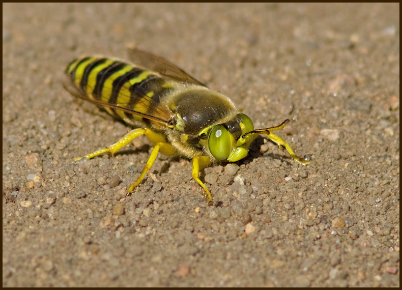 Sand Wasp, Lppstekel,  (Bembix rostrata).jpg