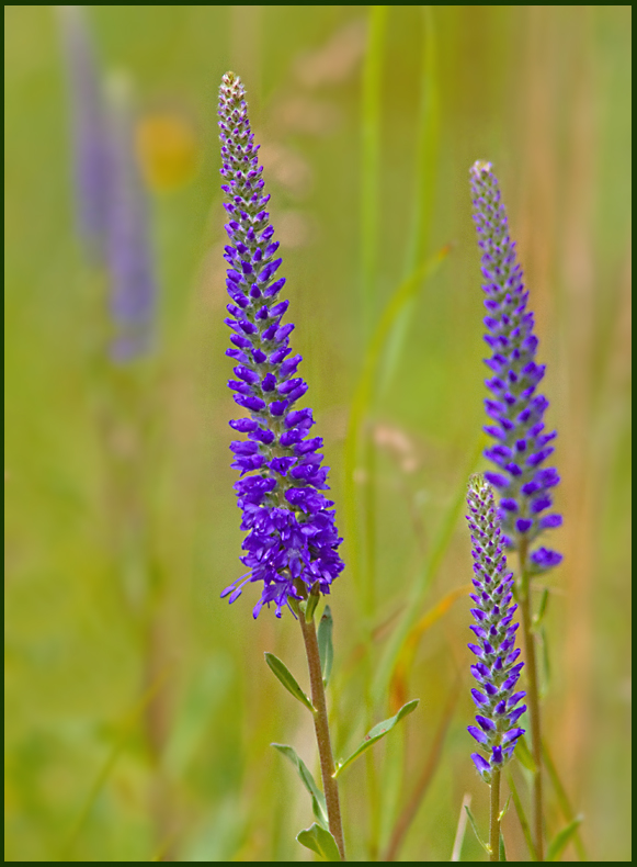 Spiked Speedwell, Axveronica (Veronica spicata).jpg