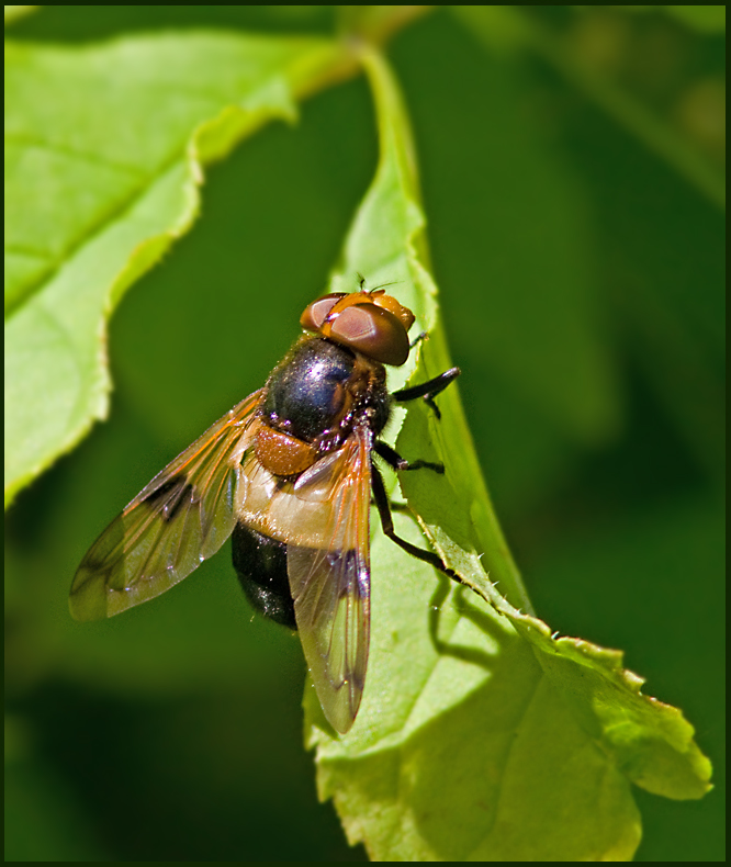 Fnsterblomfluga   (Volucella pellucens).jpg