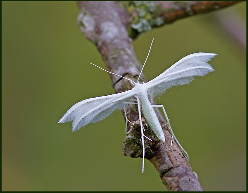 Plume Moths, Fjdermott (Pterophoridae)