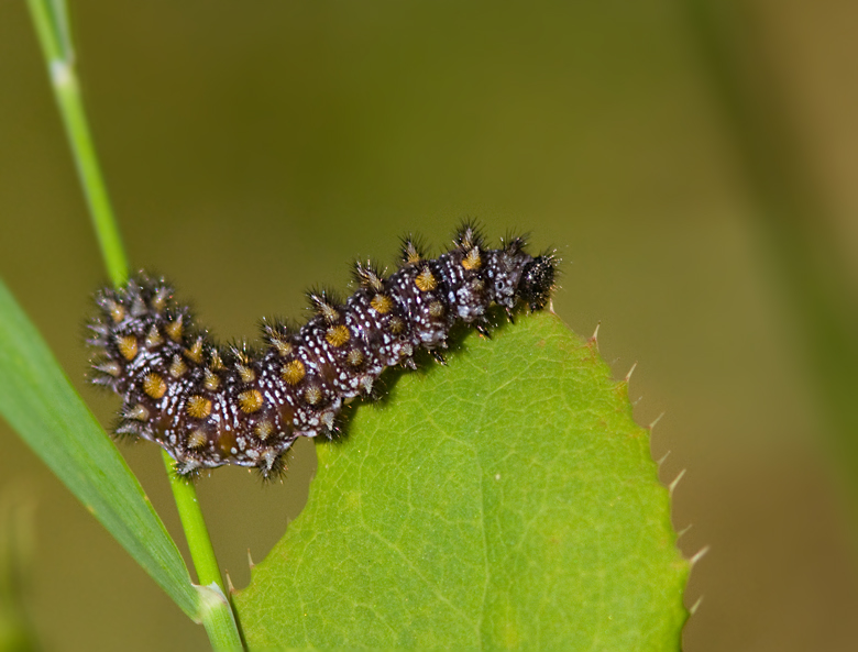 Heath Fritillary male caterpillar, Skogsntfjaril larv  (Mellitaea athalia)jpg