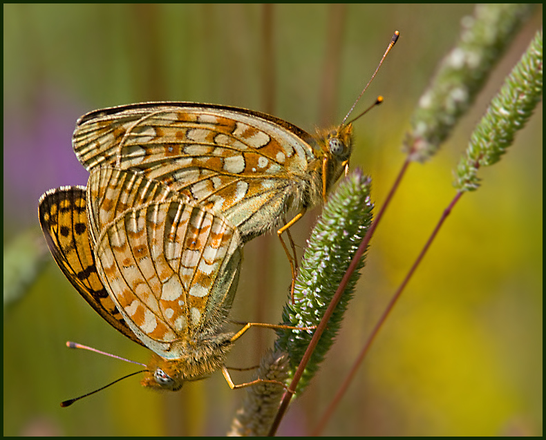 Niobe Fritillary,  Hedprlemorfjril    (Argynnis niobe).jpg