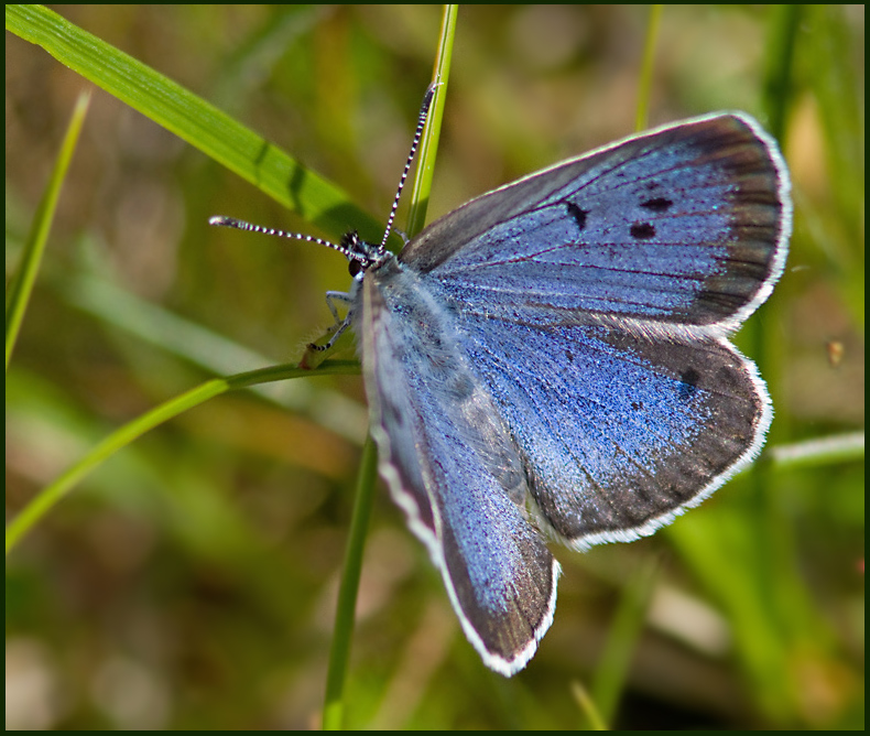 M. arion.jpgLarge Blue female , Svartflckig blvinge hone (Maculinea arion).jpg