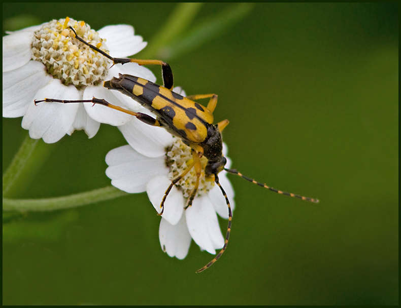  Flckig blombock   (Rutpela maculata).jpg