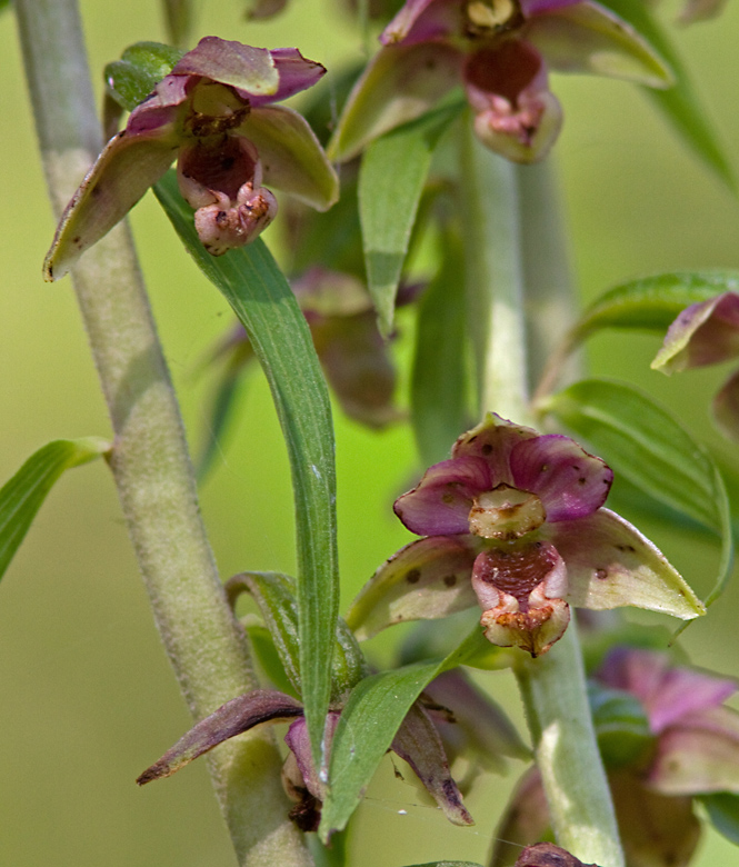 Broad-leaved Helleborine, Skogsknipprot  (Epipactis helleborine).jpg