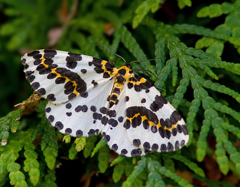 Magpie Moth, Krusbärsmätare   (Abraxas grossulariata).jpg