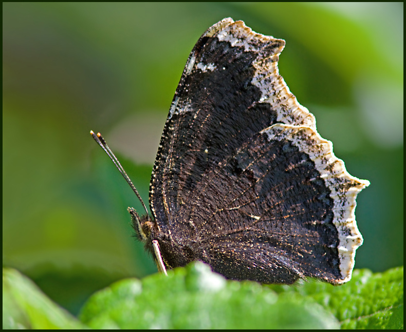 Mourning Cloak, Sorgmantel (Nymphalis antiiopa).jpg
