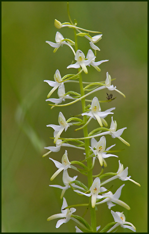 Lesser Butterfly Orchid, Nattviol  (Plantathera bifolia).jpg