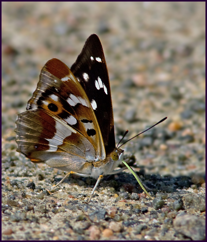 Purple Emperor, Sälgskimmerfjäril (Apatura iris).jpg