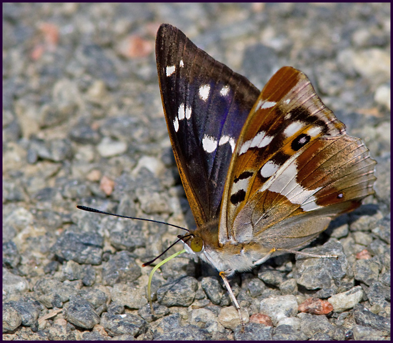 Purple Emperor, Sälgskimmerfjäril (Apatura iris).jpg