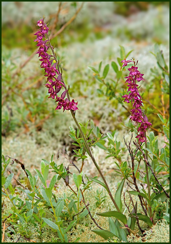 Dark Red Helleborine, Purpurknipprot (Epipactis atrorubens).jpg