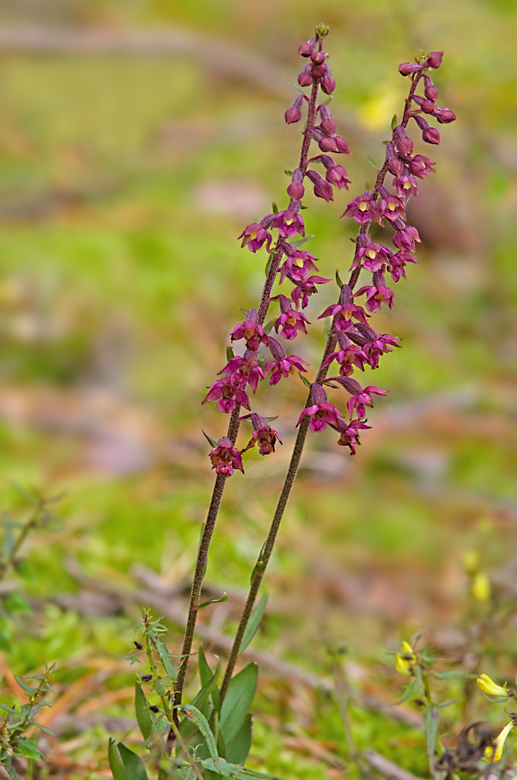Dark Red Helleborine, Purpurknipprot (Epipactis atrorubens).jpg