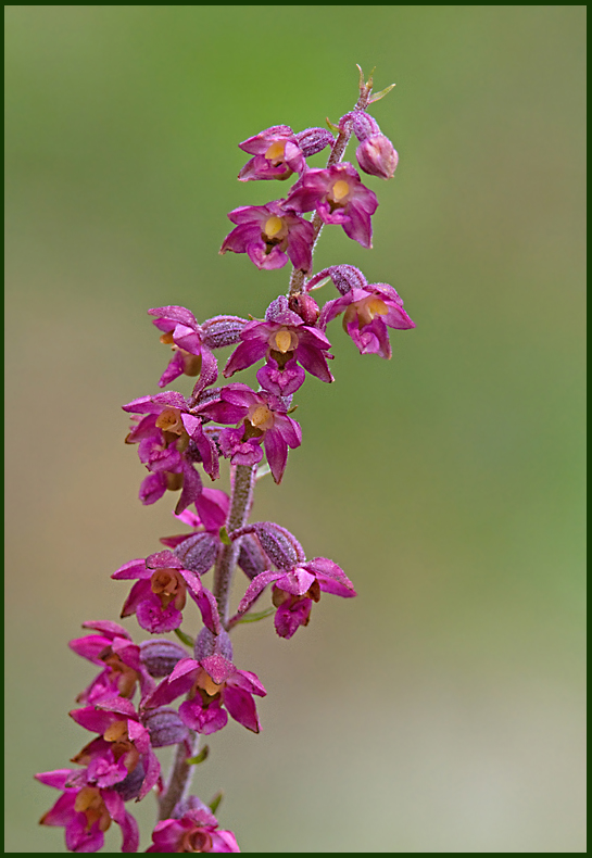 Dark Red Helleborine, Purpurknipprot (Epipactis atrorubens).jpg