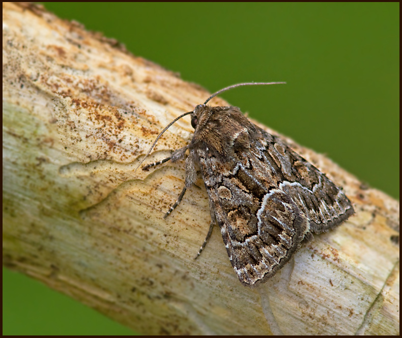 Staw Underwing, Borstfly   (Thalpophila matura).jpg