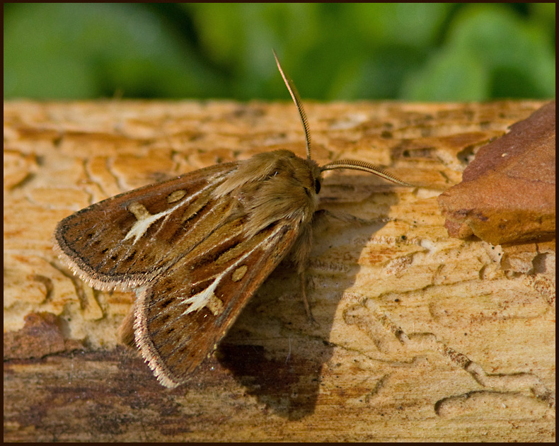 Antler Moth, Allmnt grsfly   (Cerapteryx graminis).jpg