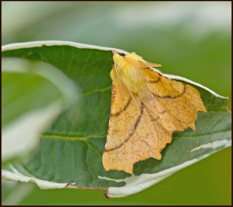 Canary-shouldered Thorn, Alflikmtare  (Ennomos alniaria).jpg