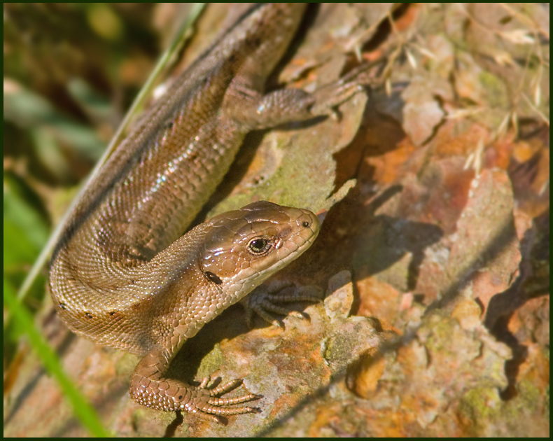 Common Lizard, Skogsdla  (Zootoca vivipara).jpg