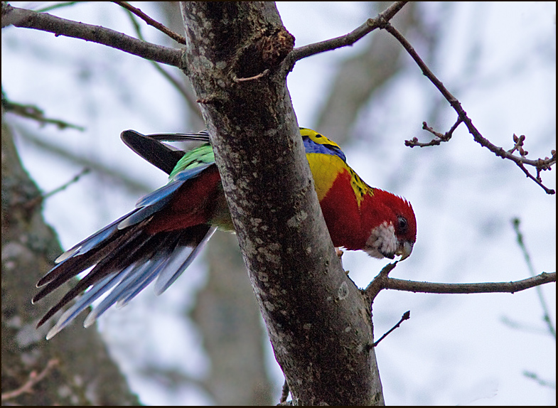 Eastern Rosella, Praktrosella  (Platycercus eximius).jpg