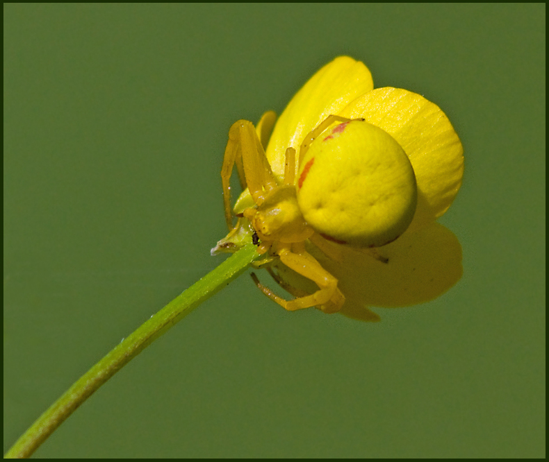 Crab Spider, Krabbspindel   (Misumena vatia female).jpg